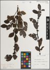 Foto von Salix mielichhoferi Saut. x Salix myrsinifolia Salisb.